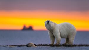 ΗΠΑ: «Παράθυρο» για νόμιμη θανάτωση πολικών αρκούδων σε πετρελαϊκές γεωτρήσεις