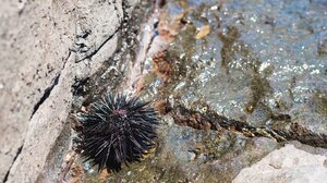 Ψάρεψαν παράνομα πάνω από 16.000 αχινούς - Πέντε συλλήψεις