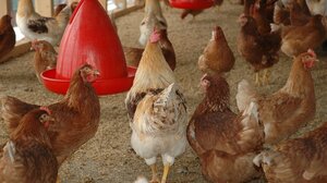 Ο ΕΦΕΤ για το περιστατικό παράνομης εκτροφής ζώων σε ταράτσα κτιρίου στους Αμπελόκηπους