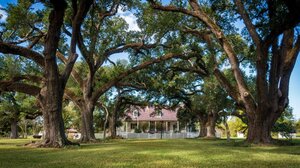 «Πράσινο χάσμα» στην Ευρώπη: Πώς τα δέντρα έγιναν… είδος πολυτελείας