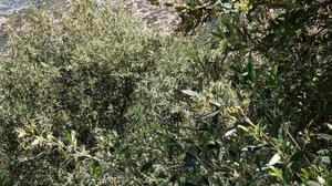 Ελαιοπαραγωγή: Εκτιμήσεις για μια πολύ καλή χρονιά - Προϋπόθεση η σωστή καρπόδεση