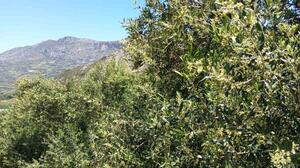 Παρέμβαση ΕΘΕΑΣ για τη δημιουργία σύγχρονου ελαιοκομικού μητρώου