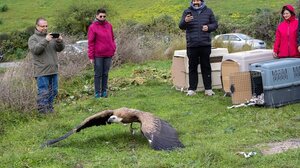 Ρέθυμνο: Έξι γύπες που είχαν διασωθεί επέστρεψαν στο φυσικό τους περιβάλλον