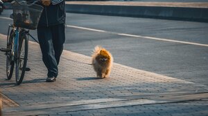 Κοινή επιμέλεια κατοικιδίων μετά το διαζύγιο στη Βραζιλία