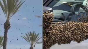Σμήνος από δεκάδες χιλιάδες μέλισσες «εισβάλλει» στο νότιο Ισραήλ – Δείτε βίντεο