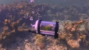 Viral βίντεο: Παπαγάλος εξερευνά τον βυθό στις Μπαχάμες με μίνι υποβρύχιο 