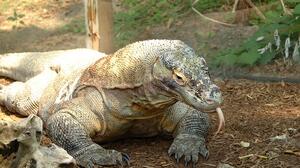 Δράκοι του Κομόντο στο στόχαστρο κυκλώματος παράνομης διακίνησης - Έξι συλλήψεις