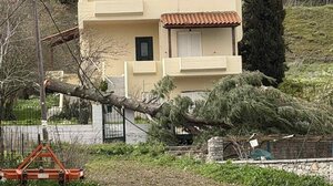 Πτώσεις δέντρων και κομμένα καλώδια στο Οροπέδιο λόγω των ισχυρών ανέμων