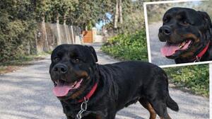 Μήπως έχετε δει τον Όλιβερ; Τον αναζητούν οι κηδεμόνες του