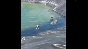 Έξι σκυλιά εγκλωβίστηκαν σε ταμιευτήρα άρδευσης στην Κατερίνη- Δείτε βίντεο