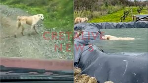 Συγκλονιστικό βίντεο: Σκυλίτσα... οδηγεί διασώστη για να σώσει το κουτάβι της