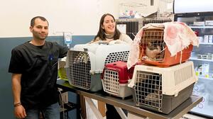 Χερσόνησος: Ολοκληρώθηκε το πρόγραμμα στειρώσεων σε αδέσποτα ζώα 