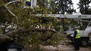 Δέντρο έπεσε πάνω σε σταθμευμένο αυτοκίνητο στην Κνωσού 