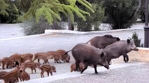 Οικογένεια από αγριογούρουνα πήγε... καλεσμένη σε γάμο στους Θρακομακεδόνες - Βίντεο