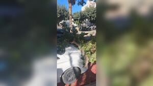 Δέντρο έπεσε πάνω σε σταθμευμένο αυτοκίνητο στην Κνωσού - Φωτογραφίες