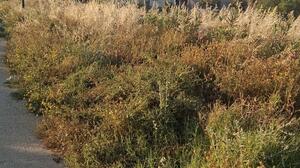 Ξερά χόρτα και ανεξέλεγκτη βλάστηση στα Τείχη - Σε εξέλιξη οι παρεμβάσεις του Δήμου