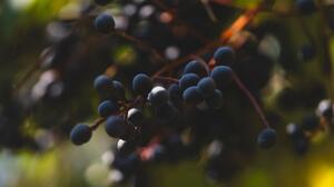 Τι μπορούν και τι δεν μπορούν να κάνουν τα elderberries για την υγεία σας