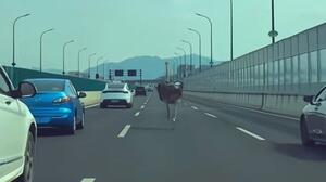 «Fast & Furious» με στρουθοκάμηλο σε αυτοκινητόδρομο