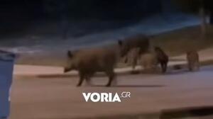 Θεσσαλονίκη: Αγριογούρουνα έκαναν βόλτα δίπλα από πάρκο στο Πανόραμα - Βίντεο