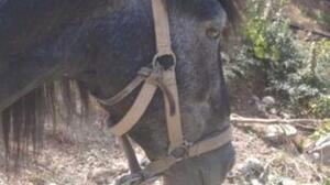 Ο Άτλας δικαιώθηκε μετά από πέντε χρόνια- Το βασανισμένο άλογο που πέθανε και η δικαστική απόφαση