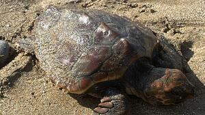 Επιστρέφει στη θάλασσα η μικρή Caretta caretta που διασώθηκε στις Κάτω Γούβες