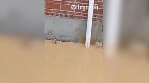 Νότια Κίνα: Εκατοντάδες φίδια, ακόμη και κόμπρες, «πλημμύρισαν» χωριό μετά από σφοδρές βροχοπτώσεις!