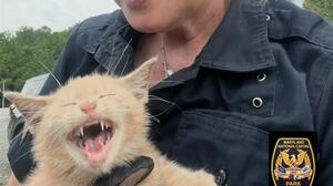 Viral στις ΗΠΑ η πορτοκαλί γάτα που ασυνείδητος πέταξε από γέφυρα