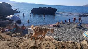 Κατσίκι ξεπρόβαλε από τα βράχια και έγινε η ... ατραξιόν της παραλίας - Βίντεο