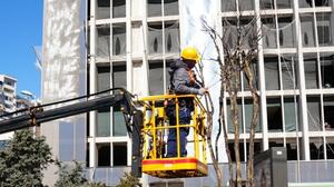Χανιά: Εργασίες κλαδέματος από το ΜΑΙΧ στη Λεωφόρο Καραμανλή
