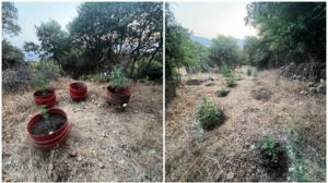 Λιβάδια: Μίνι χασισοφυτεία, δύο πιστόλια και σύλληψη τριών αδερφών - Αναζητείται ο τέταρτος