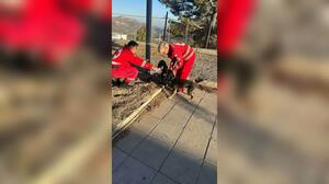 Συγκινητικές εικόνες: Εθελοντές φροντίζουν ζωάκια μετά τη μεγάλη φωτιά στο νότιο Ρέθυμνο
