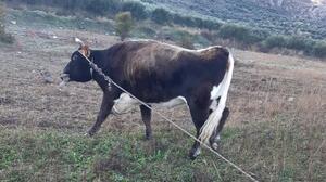 Πόμπια: Του έκλεψαν την αγελάδα και ξέσπασε στα κοινωνικά δίκτυα