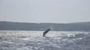 Χανιά - Εντυπωσιακό βίντεο: Σπάνια εμφάνιση φάλαινας έξω από τα Φαλάσαρνα!