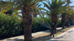 Σε "ασπίδα προστασίας" οι φοίνικες του Ρεθύμνου απέναντι στο κόκκινο σκαθάρι
