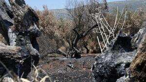 Φωτιά στη Βοιωτία: Στον ανακριτή οι δύο συλληφθέντες