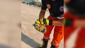 Πάτρα: Γάτα παγιδεύτηκε σε αυτοκίνητο - Επιχείρηση για τη διάσωσή της (photos)