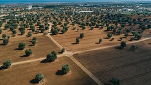 Καύσωνας και ξηρασία "χτυπούν" την αγροτική παραγωγή και στην Κρήτη