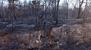 Χαρδαλιάς: Καμία ανεμογεννήτρια σε καμένες και αναδασωτέες περιοχές της Αττικής