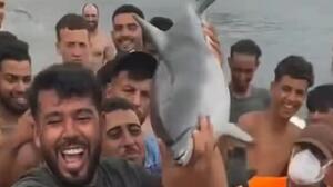 Θέουτα: Χτύπησαν μέχρι θανάτου μικρό δελφίνι και το περιέφεραν σαν τρόπαιο 