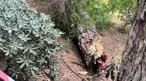Ρέθυμνο: Πτώση μεγάλου δέντρου στον Δημοτικό Κήπο!