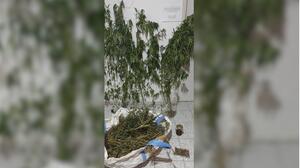 Είχε στο σπίτι έξι δενδρύλλια κάνναβης