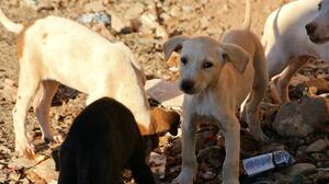 Δωρεάν στειρώσεις και ηλεκτρονική σήμανση δεσποζόμενων ζώων στον Δήμο Αρχανών–Αστερουσίων