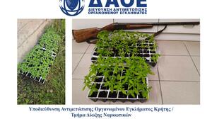 Ψαρή Φοράδα: Δύο συλλήψεις για καλλιέργεια κάνναβης σε θερμοκήπιο με... μπελαλίδικα φασολάκια
