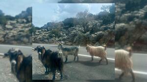 Λασίθι: Μία βόμβα και μία μεγάλη σφαγή "άνοιξαν" τις έρευνες που οδήγησε στην εγκληματική ομάδα με τις ζωοκλοπές