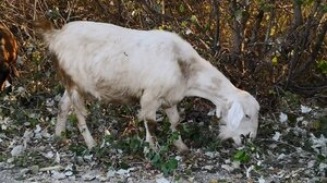 Άφησε ελεύθερες τις κατσίκες της και κατέστρεψαν τα αμπέλια!