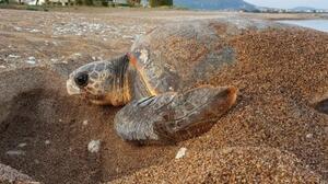 Δημόσιες εκσκαφές φωλιών Caretta caretta σε Πελοπόννησο και Κρήτη
