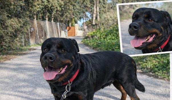 Μήπως έχετε δει τον Όλιβερ; Τον αναζητούν οι κηδεμόνες του