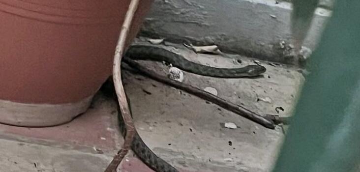 «Όφις έκανε... βόλτες ανάμεσα σε γλάστρες στα Εξάρχεια (ΦΩΤΟ)