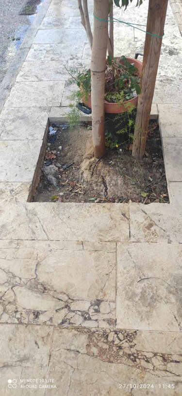 Δέντρο Ηράκλειο