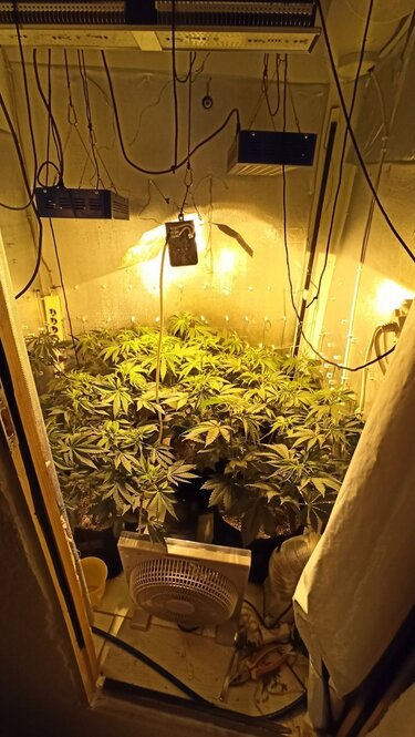 Υδροπονική καλλιέργεια κάνναβης